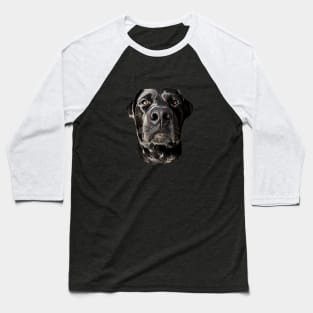 Labrador Retriever Black Dog Baseball T-Shirt